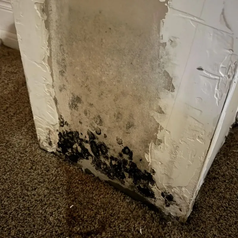 Professional Mold Removal in Santa Fe Springs, CA